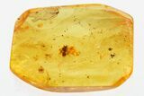 Detailed Fossil Ant and a Small Mite In Baltic Amber #307740-1